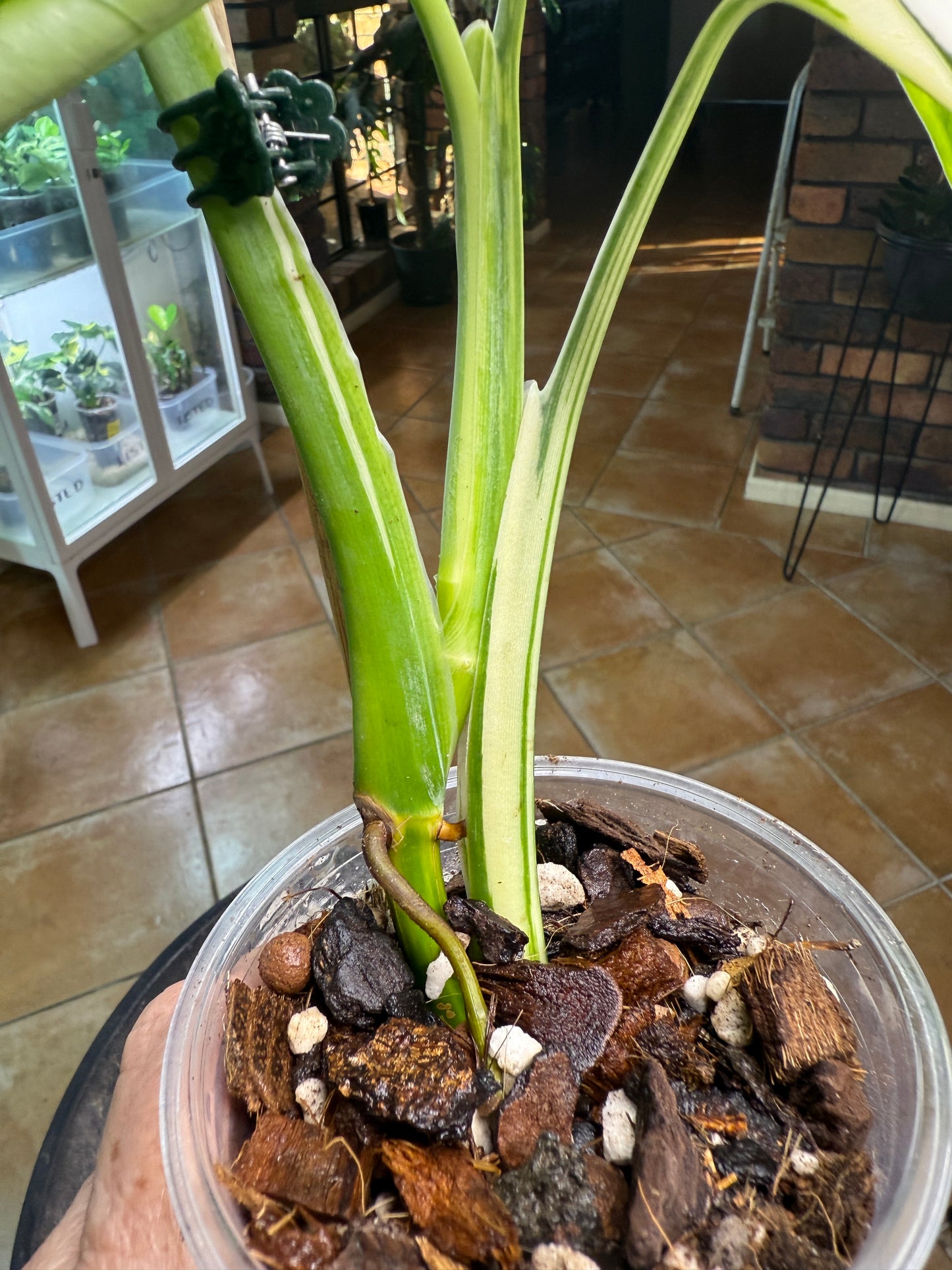 Syngonium Chiapense Variegated