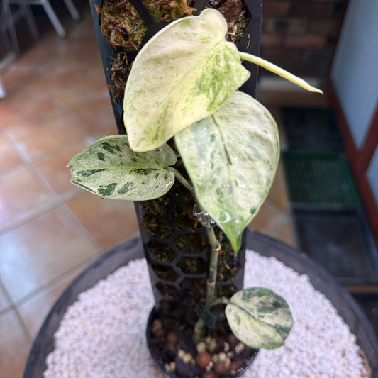 Scindapsus Crème Brûlée - F3