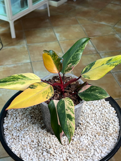 Philodendron Strawberry Shake