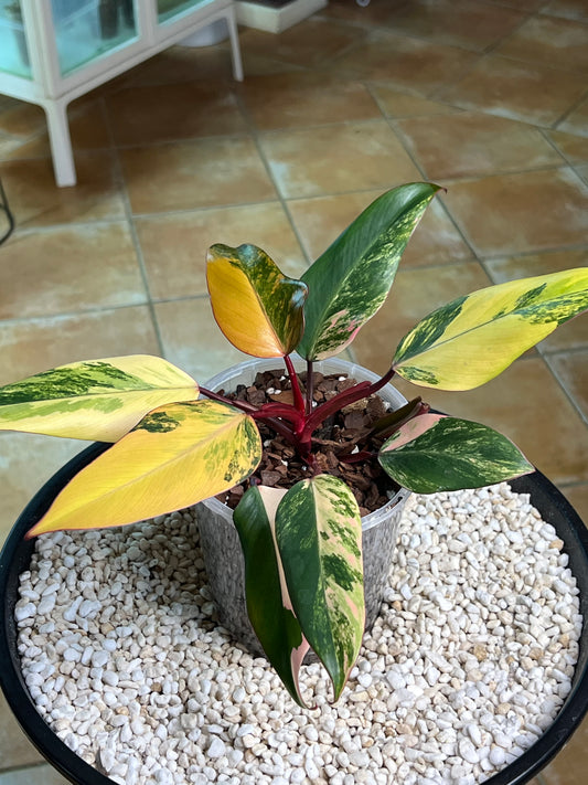 Philodendron Strawberry Shake