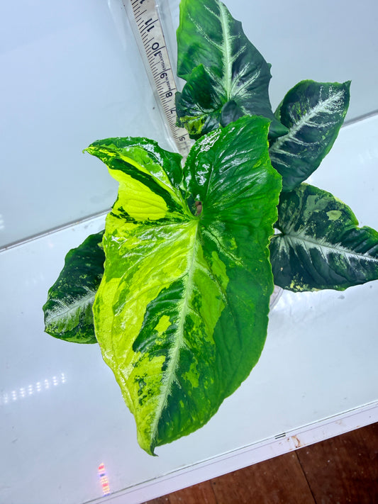 Syngonium Scrambled Eggs - S1