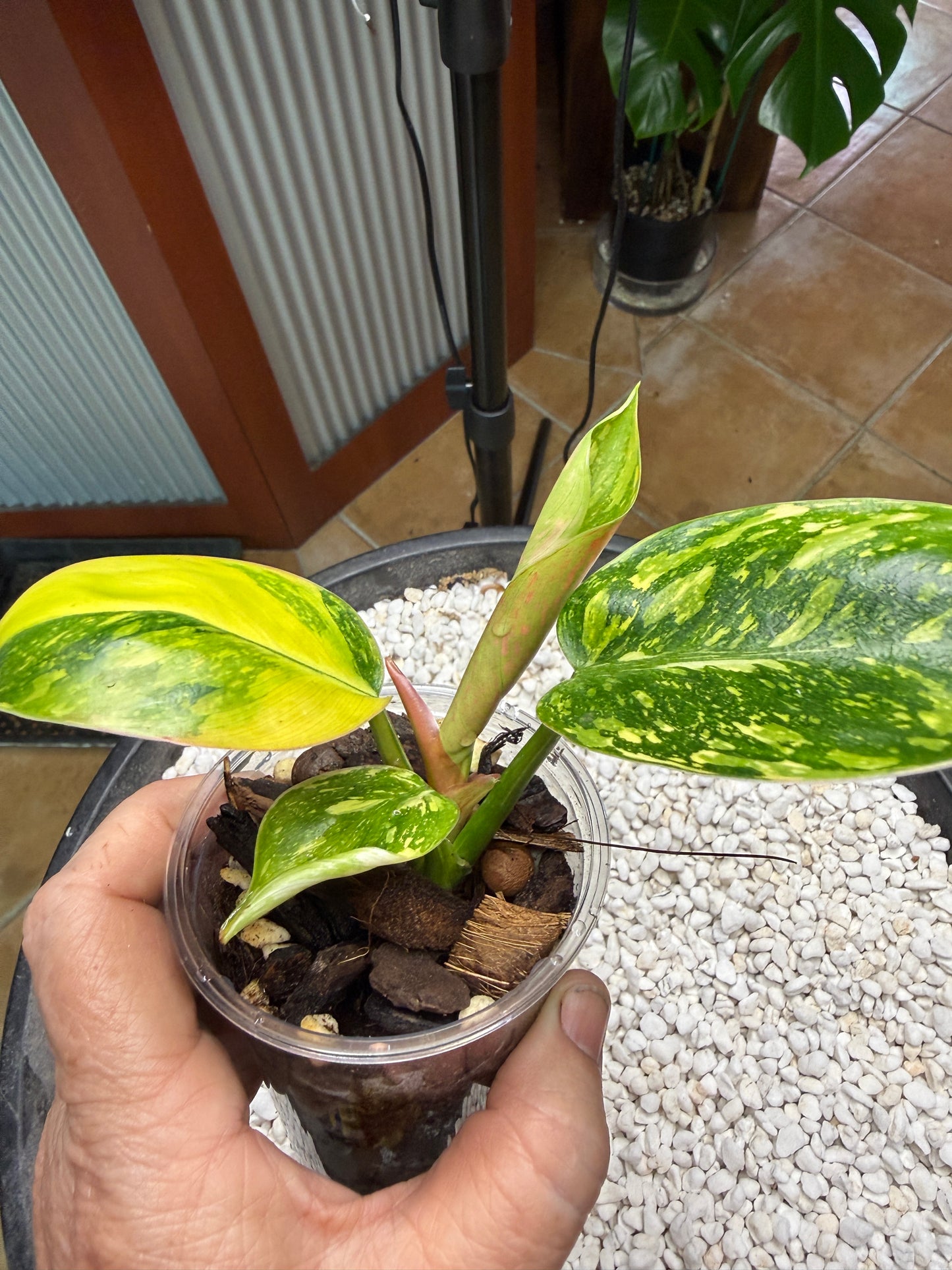 Philodendron Green Congo Nuclear - PGNC 2