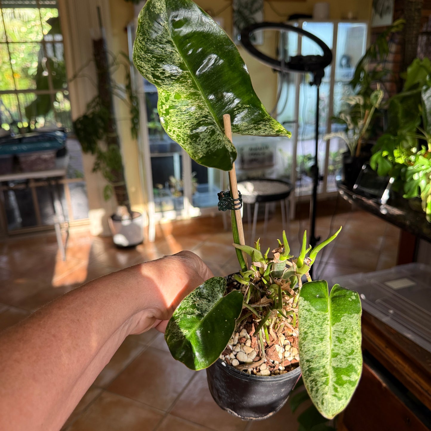 Philodendron Burle Marx Mint - PBM