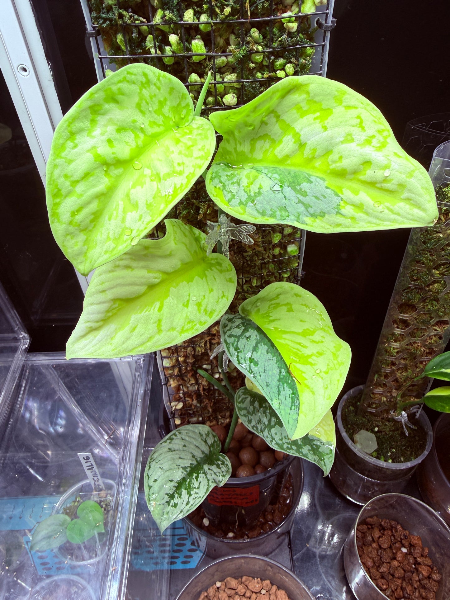 Scindapsus Mayari Aurea Totem