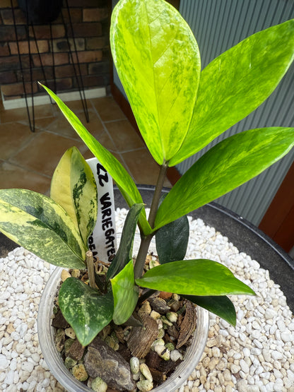 Variegated ZZ Whipped Cream - Var zz