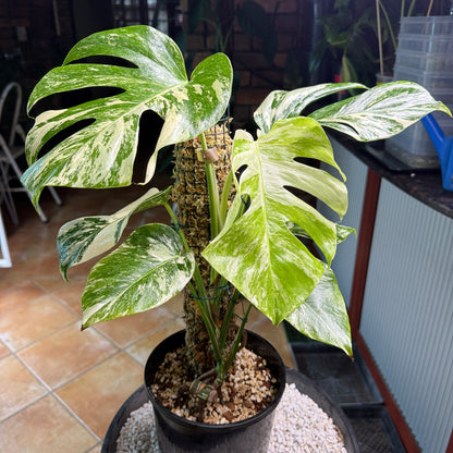 Monstera Borsigana Variegated 7 leaves - MB5