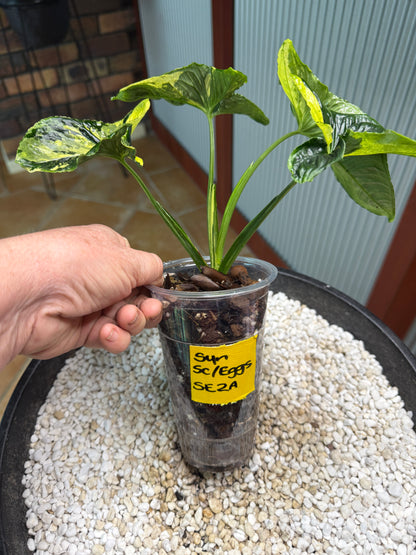 Syngonium Scrambled Eggs - SE2A