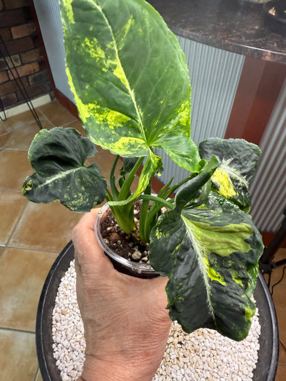 Syngonium Scrambled Eggs - SE2B