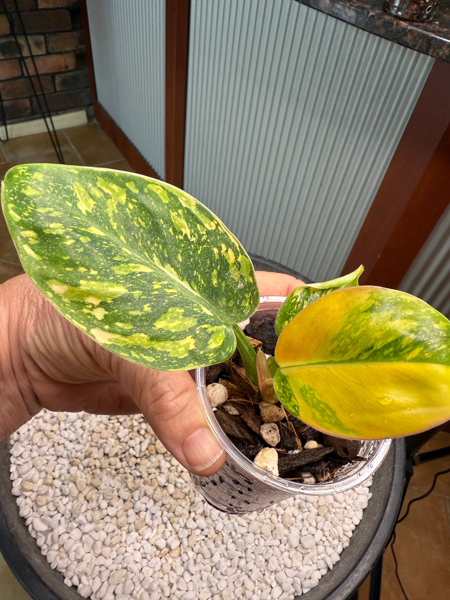 Philodendron Green Congo Nuclear - PGNC 2