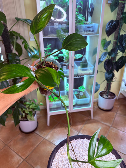 Philodendron Billietiae Variegated 11 leaves