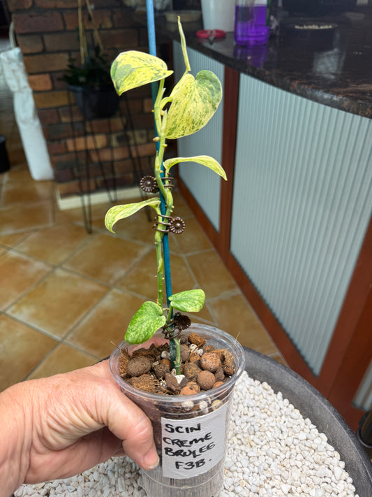 Scindapsus Crème Brûlée - F3B