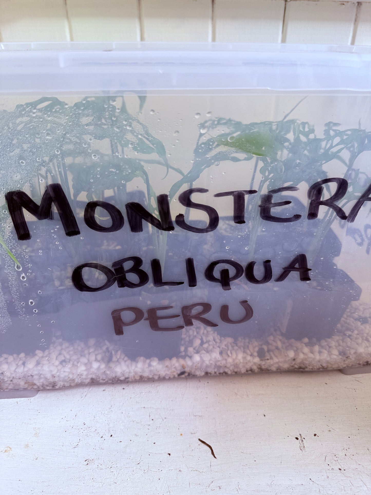 Monstera Obliqua Peru - growers choice
