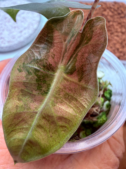 Alocasia Pseudo Sanderiana Pink - non tc corm grown