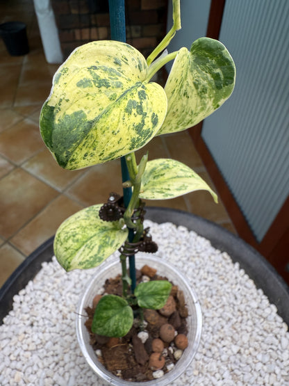 Scindapsus Crème Brûlée - F3B