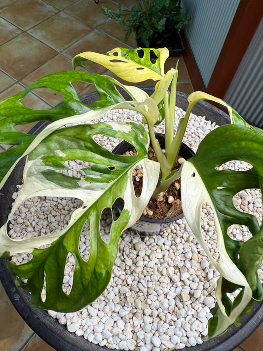 Monstera Adansonii Japanese Tri Colour - MA2