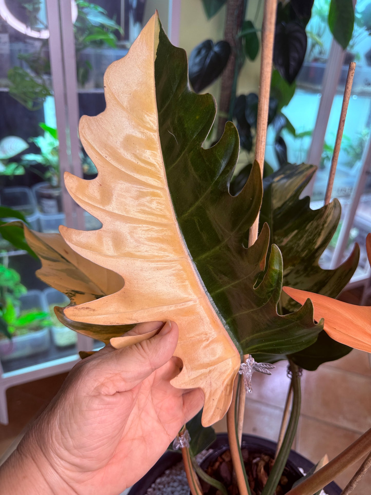 Philodendron Caramel Marble Variegated - PKM4