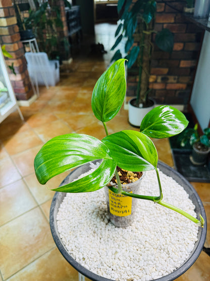 Rhaphidophora Decursiva Variegated (Dragons Tail)