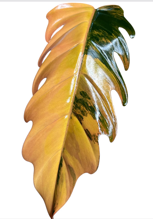 Philodendron Caramel Marble Variegated