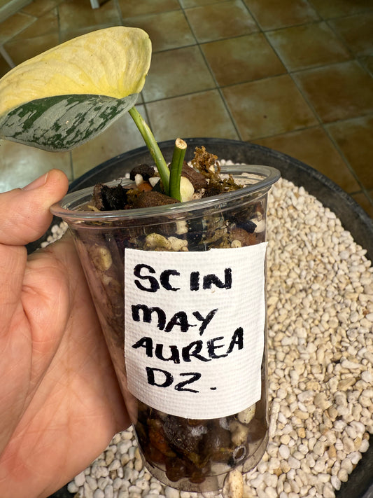 Scindapsus Mayari Aurea - D2
