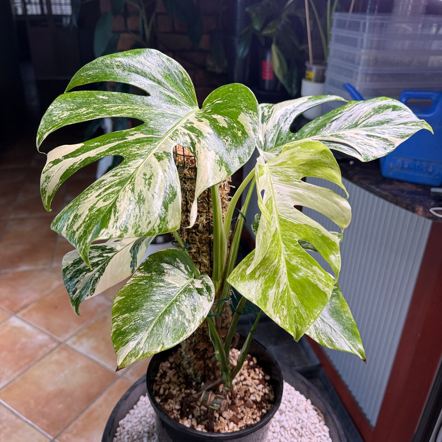 Monstera Borsigana Variegated 7 leaves - MB5