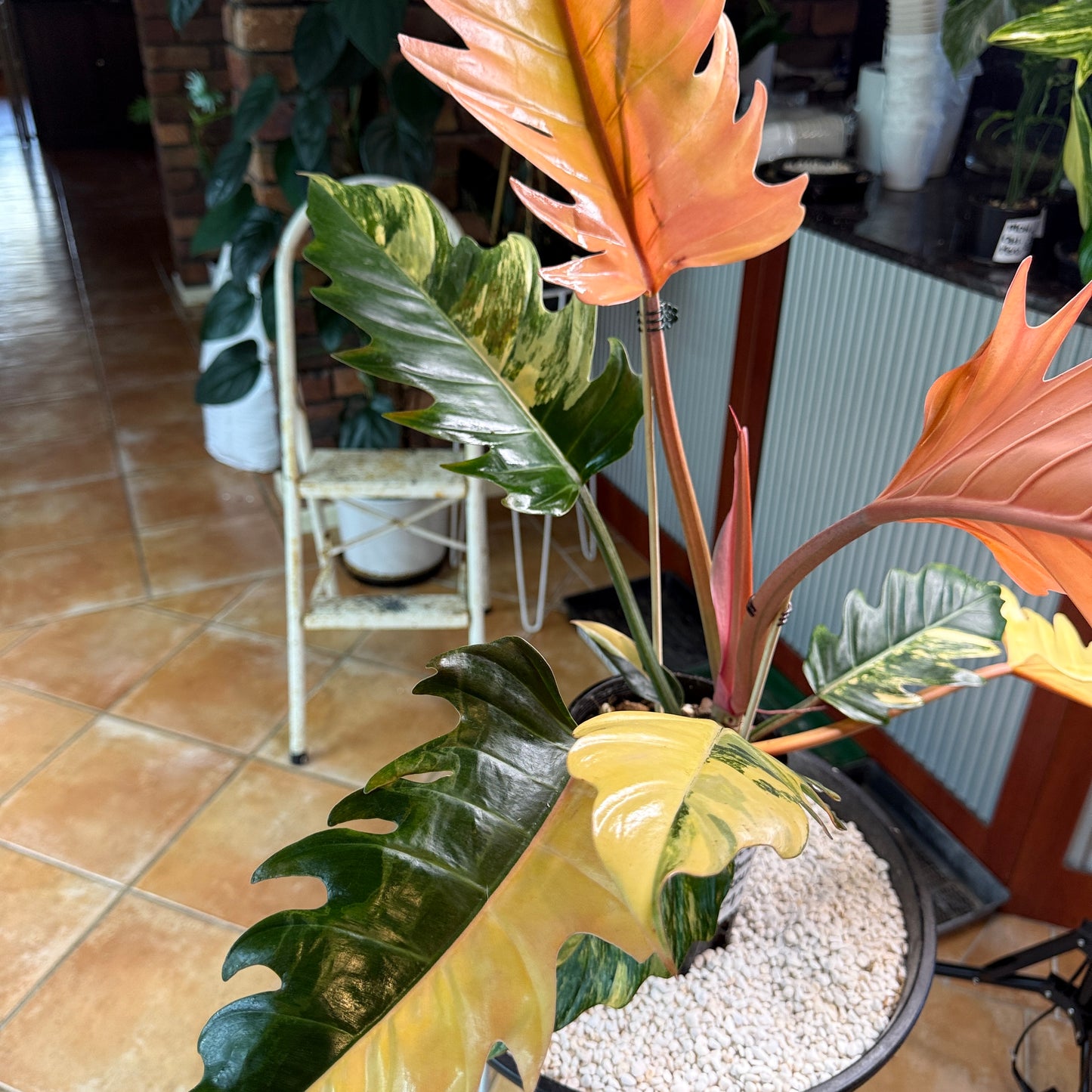 Philodendron Caramel Marble Variegated - PKM4