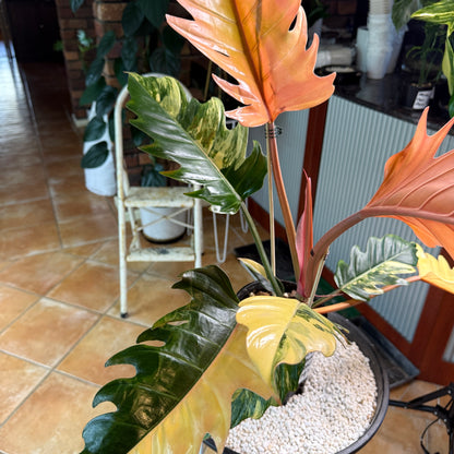 Philodendron Caramel Marble Variegated - PKM4