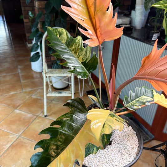 Philodendron Caramel Marble Variegated - PKM4