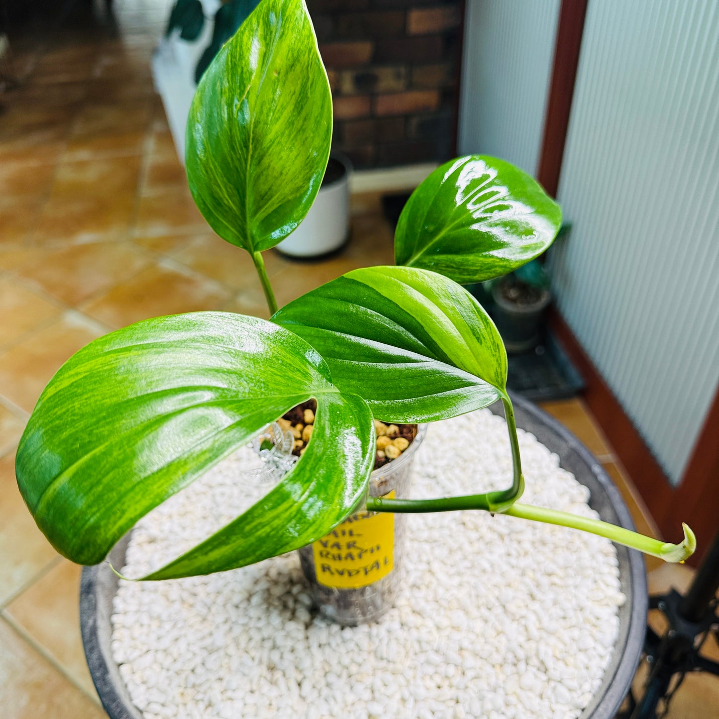 Rhaphidophora Decursiva Variegated (Dragons Tail)
