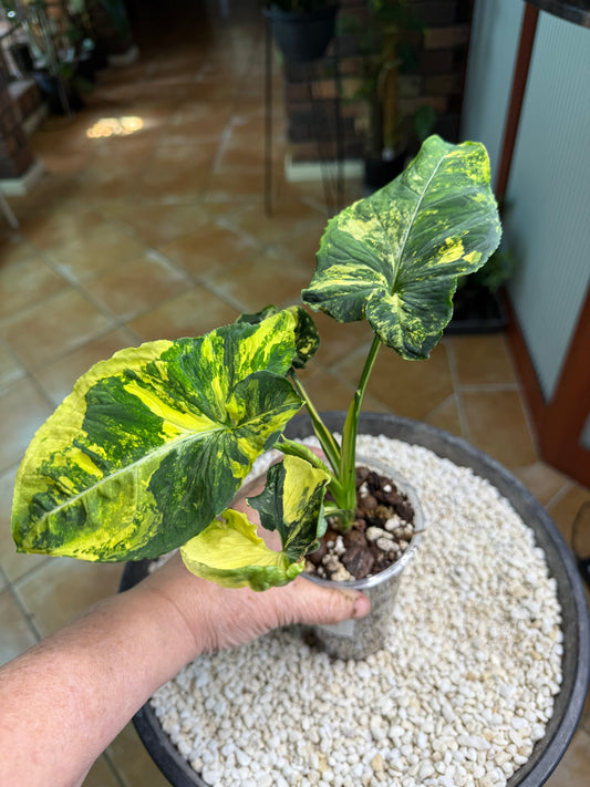 Syngonium Scrambled Eggs - SE1A