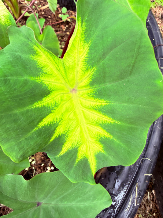 Colocasia Queen of Phoenix - sellers choice