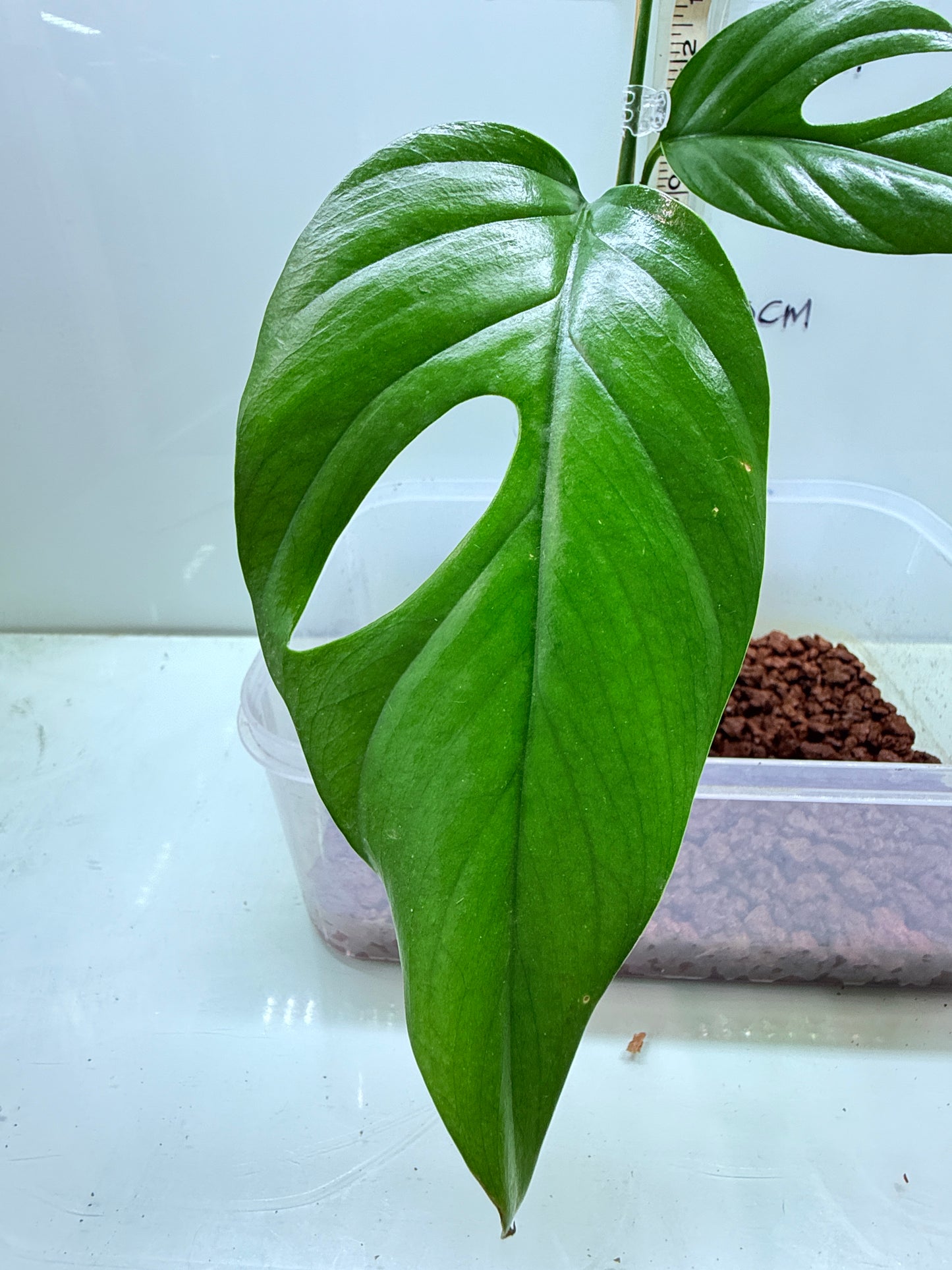 Rhaphidophora Pertusa - RP2