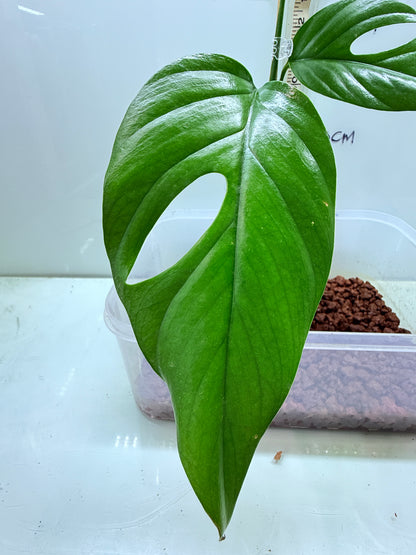 Rhaphidophora Pertusa - RP2