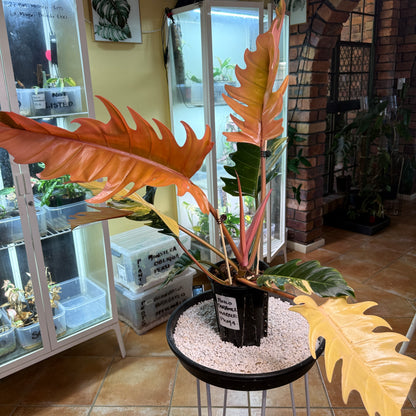 Philodendron Caramel Marble Variegated - PKM4