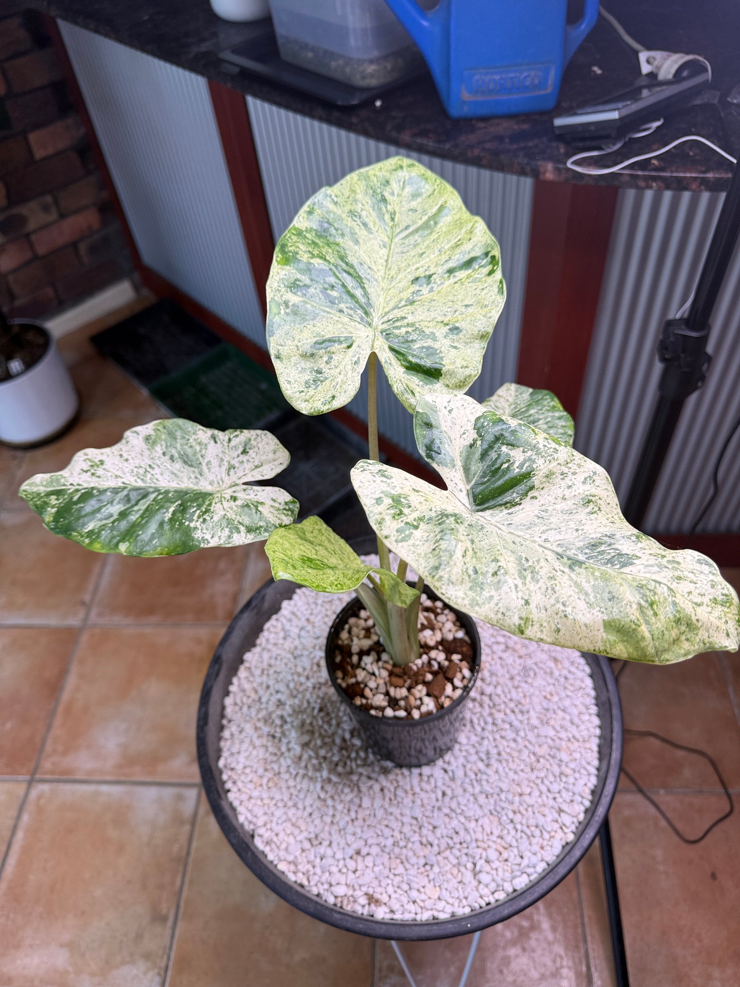 Alocasia Macrorrhizos Splash large - AMR
