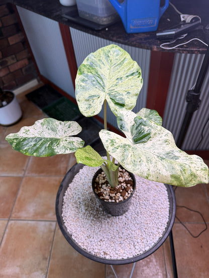 Alocasia Macrorrhizos Splash large - AMR