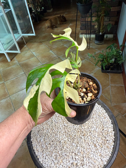 Rhaphidophora Tetrasperma - high Variegation - RTRI