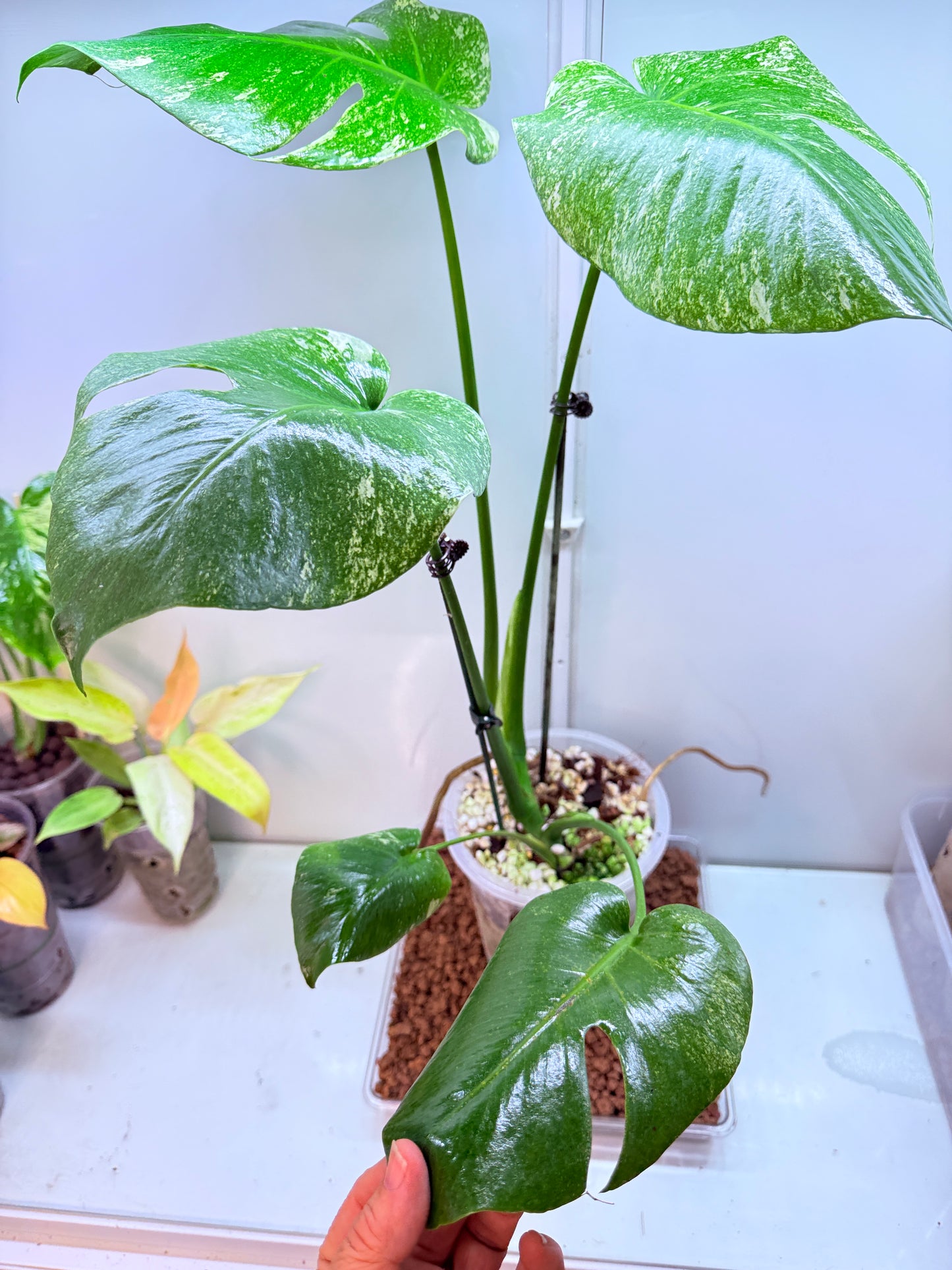 Monstera Mint Large plant Variegation - MM2