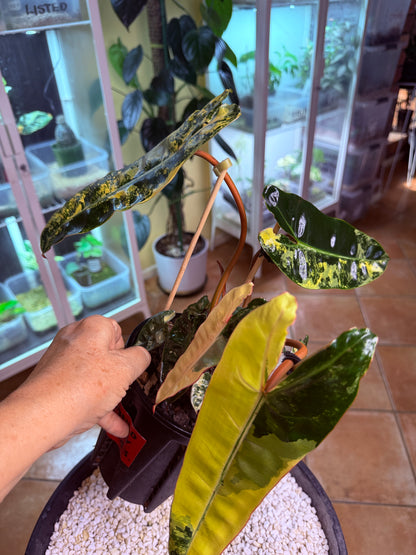 Philodendron Billietiae Variegated 11 leaves