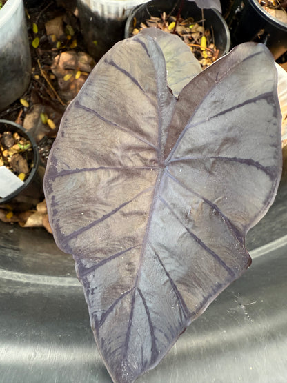 Calocasia Black Coral - CBC