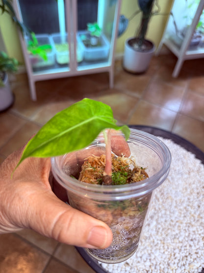 Alocasia Pink Dragon Variegated corm grown