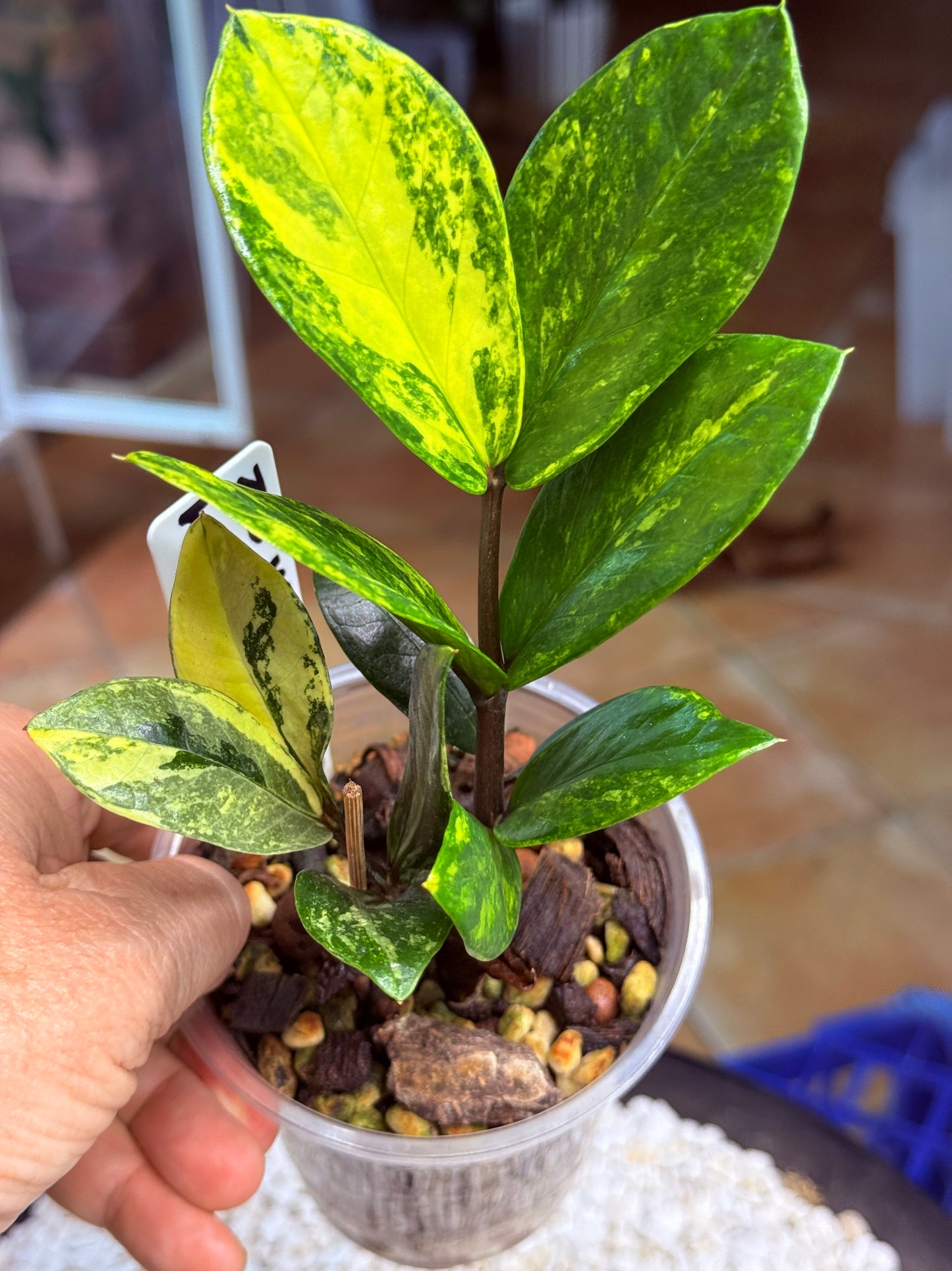 Variegated ZZ Whipped Cream - Var Zanzibar