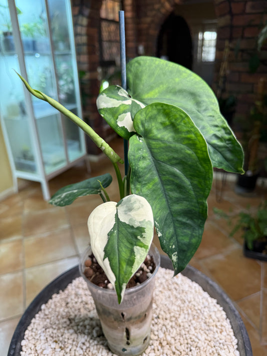 Syngonium Chiapense Variegated 4leaves 3 about to open