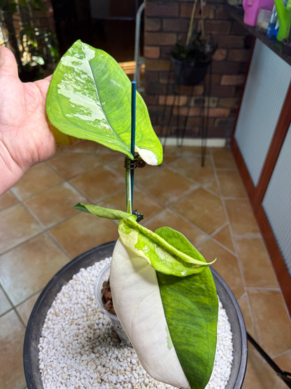 Syngonium Chiapense Variegated
