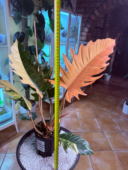 Philodendron Caramel Marble Variegated - PKM4