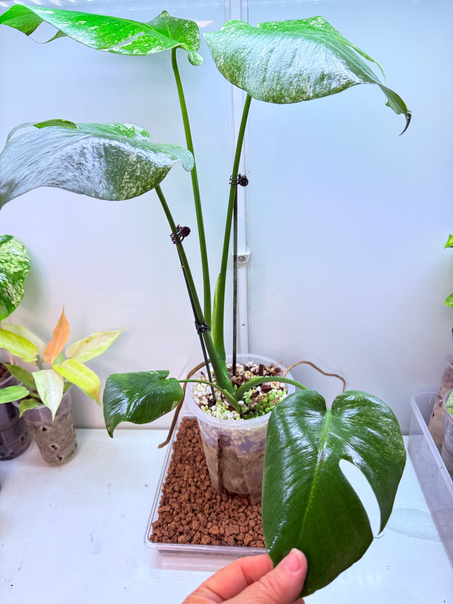 Monstera Mint Large plant Variegation - MM2