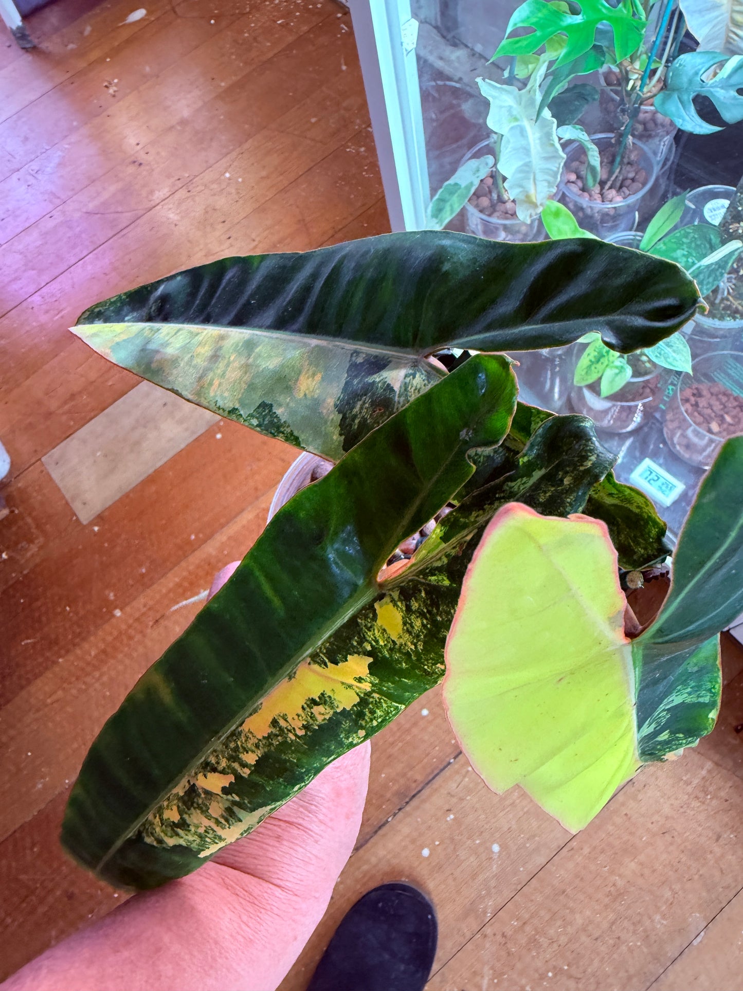 Philodendron Billietiae Non TC Variegated- PBV