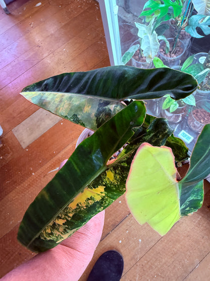 Philodendron Billietiae Non TC Variegated- PBV