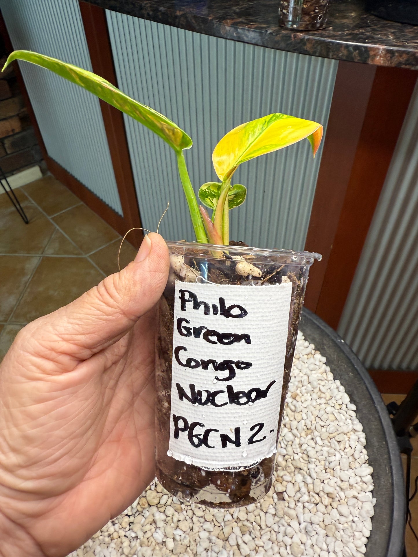 Philodendron Green Congo Nuclear - PGNC 2