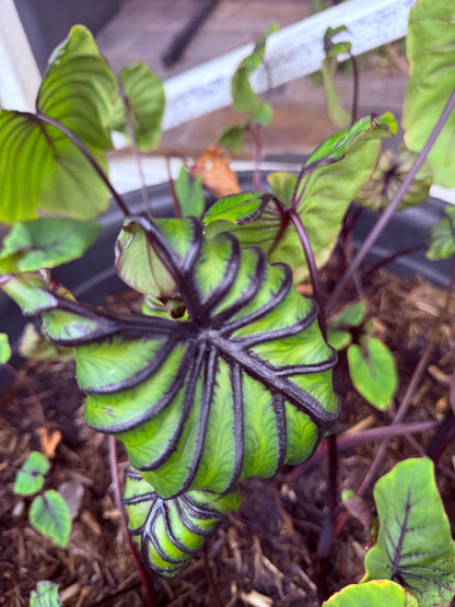 Colocasia Pharoahs Mask non tc