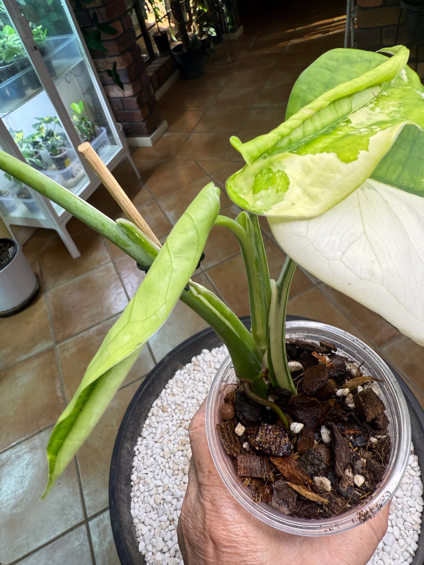 Syngonium Chiapense Variegated